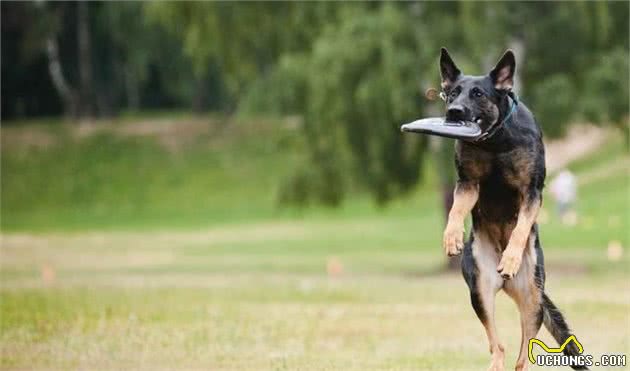 抛接飞盘不止是边牧犬能玩的，只需2个步骤，你家狗狗也能做到