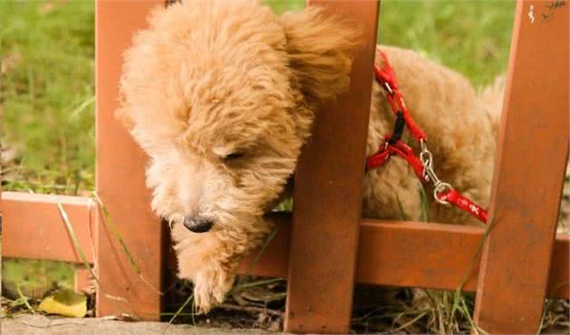 泰迪犬毛发退色不必愁，这5种食物有助于美毛