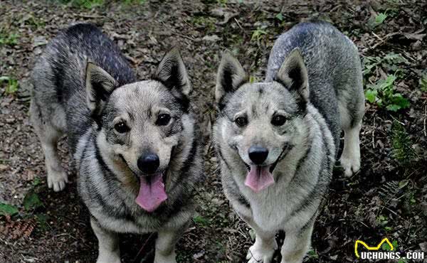 你知道柯基犬有多少种类它们都有什么样的起源与形态特点呢