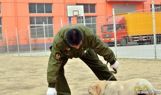 新手注意了！狗狗训练中常犯的五个错误！