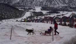 西岭雪山“狗拉雪橇”项目疑虐狗遭质疑景区：暂停项目运营