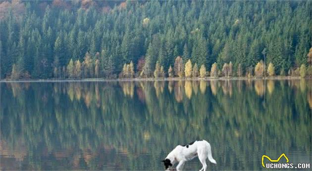 什么是犬幽门螺杆菌？主人需要特别注意预防，这是一种人畜共患病