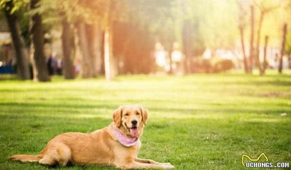 只有幼犬能够被训练？成年犬也能够，主人需要用对方法才能训好它