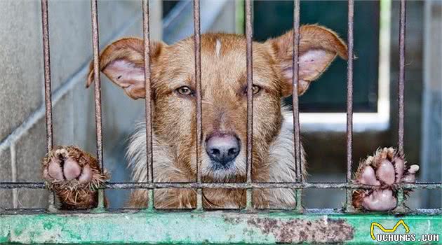 笼内训练可以让犬安静的独处，5步让你拥有一只平和的狗狗