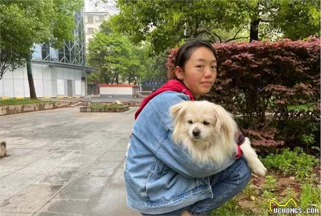 小白狗子宫脓从发现至手术成功主人的心路历程状态风雨后见彩虹