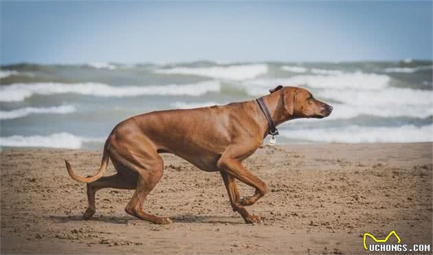 老年犬都会得关节炎？仔细察看狗狗，关节炎会让它出现这7个症状