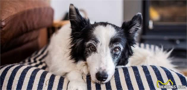 老年犬都会得关节炎？仔细察看狗狗，关节炎会让它出现这7个症状