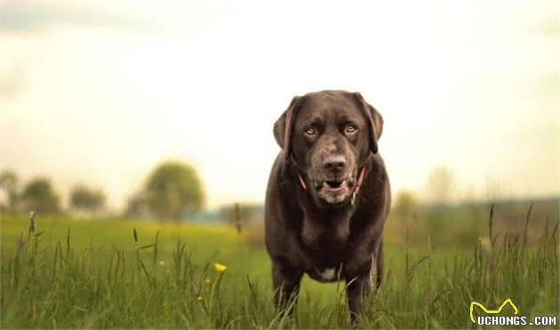 老年犬都会得关节炎？仔细察看狗狗，关节炎会让它出现这7个症状