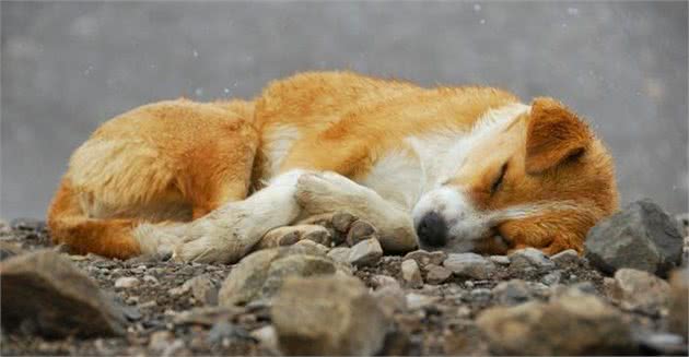 宠物食物安全问题要注意！之犬粮篇