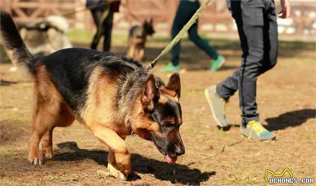 如何训练狗狗根据气味，对目标进行轨迹追踪？看训犬师是怎么做的