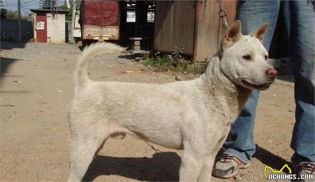 辟谣！只有中华田园犬才叫土狗？国产犬种丰富但濒临灭绝