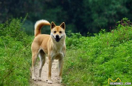 清点国内最新十大最受欢迎的犬类