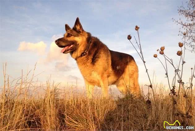 清点国内最新十大最受欢迎的犬类