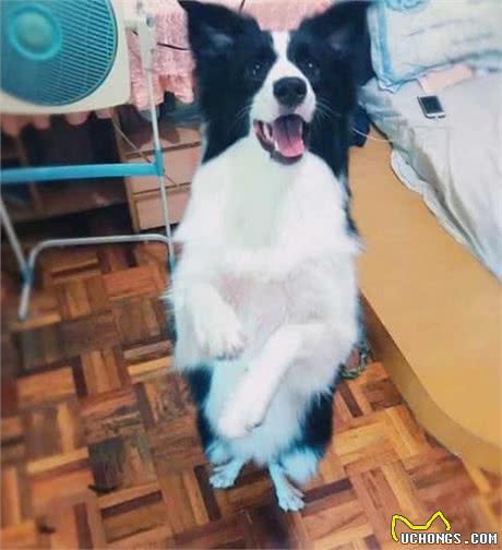 养边境牧羊犬必须承受的6件事，你扛得住吗？