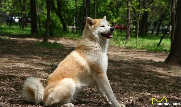 我来告诉你为什么禁养秋田犬