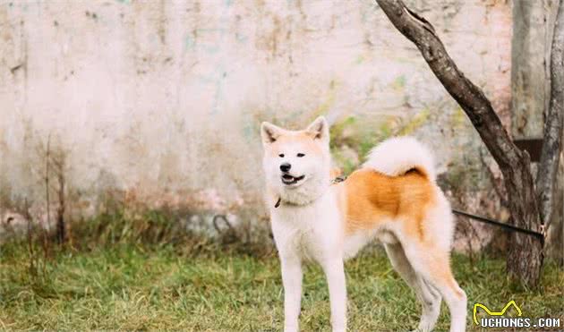 我来告诉你为什么禁养秋田犬