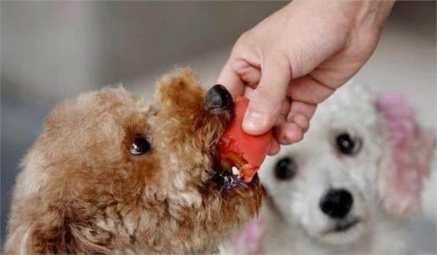 贵宾犬这些食物不能碰，甘愿让它饿都别乱喂