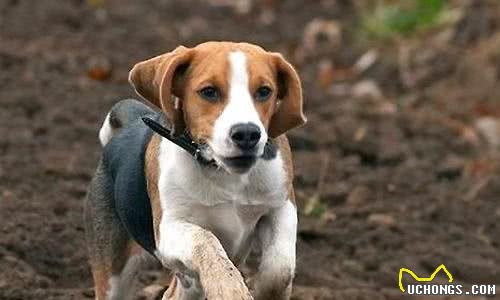 为什么常选比格犬作为实验用犬