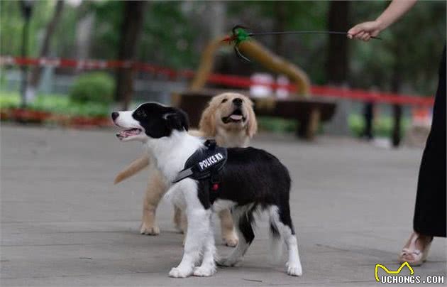 给犬喂食要谨慎！饲养不当，等于害了狗狗！