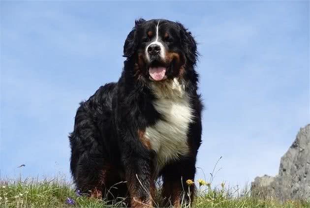 适合家庭饲养的4种大型犬，它的外形好像藏獒，但性情温顺如水