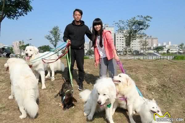 适合家庭饲养的4种大型犬，它的外形好像藏獒，但性情温顺如水