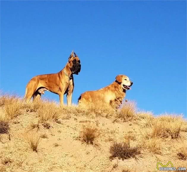 适合家庭饲养的4种大型犬，它的外形好像藏獒，但性情温顺如水