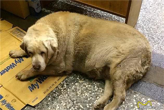 狗狗其实不适合过度饱食，主人错误的喂食方法，最终只会令爱犬受伤