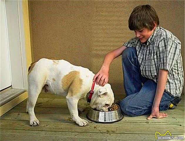 狗狗其实不适合过度饱食，主人错误的喂食方法，最终只会令爱犬受伤