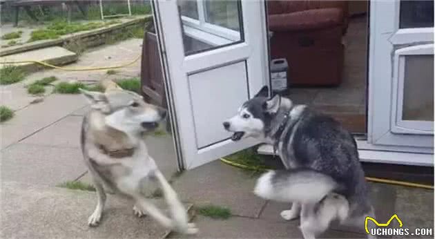 遇狼则强的哈士奇犬，连捷克狼犬都不怕的勇士，却被泰迪犬给吓坏了！