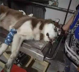 遇狼则强的哈士奇犬，连捷克狼犬都不怕的勇士，却被泰迪犬给吓坏了！