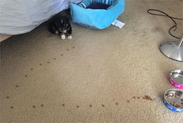 新手刚买回幼犬的一些建议和注意事项(饮食篇)