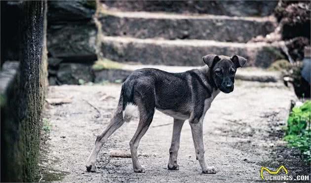 家养犬的进化历史