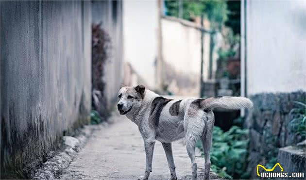 家养犬的进化历史