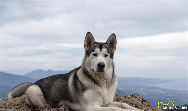 家养犬的进化历史