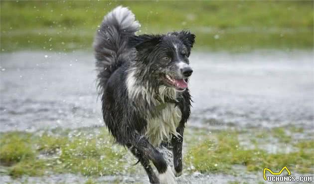 家养犬的进化历史