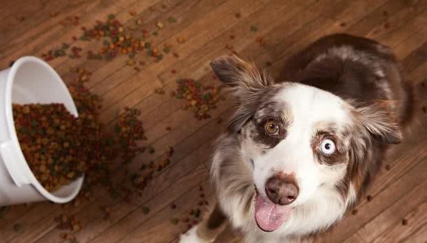 直接把犬粮倒进塑料桶，小心营养流失！正确储存犬粮要这样做