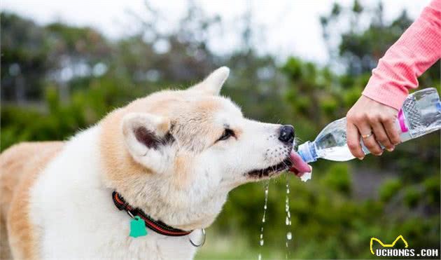 犬中暑，20分钟丧命，怎样才能救回一条狗命？