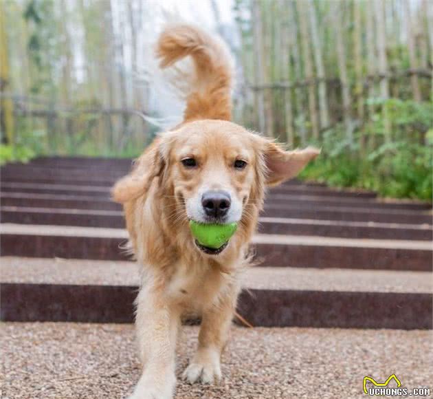 知道犬性格，训练就成功了一半