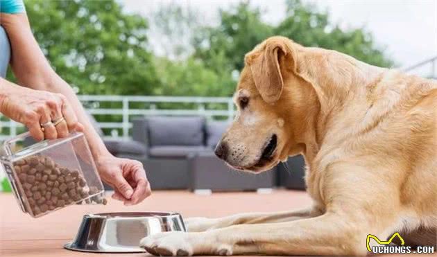 狗狗每天应当吃多少犬粮？很多铲屎官都不知道