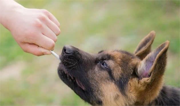 科普：牧羊犬不是一个单独的物种，而是“警卫犬”的总称