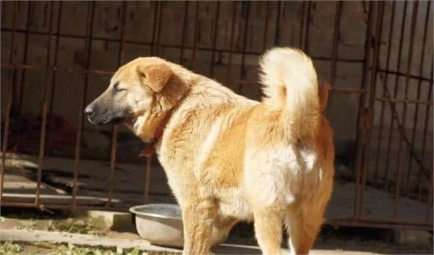 隐秘在太行山中的原生猛犬，因拥有灵性，而魅力无穷