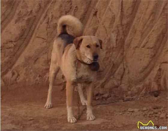 隐秘在太行山中的原生猛犬，因拥有灵性，而魅力无穷