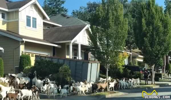 200只山羊闯住宅区逛大街啃花草牧羊犬居然跟下落跑