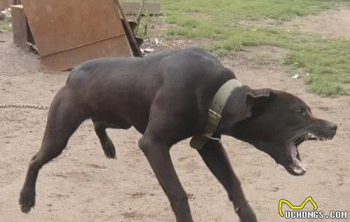 比特犬的饲养和习性