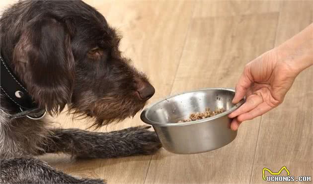 狗狗为什么会挑食？炎炎夏季，如何帮助狗狗找回食欲？