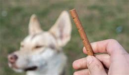 给狗吃零食，就能够训练它们！主人可不要浪费这个好机会