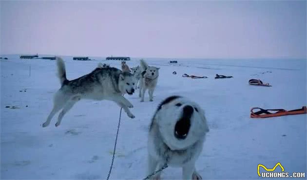 这是世界上最孤独、却最勇敢的雪橇犬！