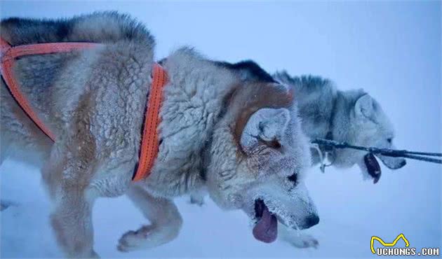 这是世界上最孤独、却最勇敢的雪橇犬！