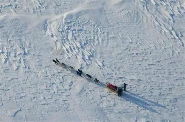 这是世界上最孤独、却最勇敢的雪橇犬！