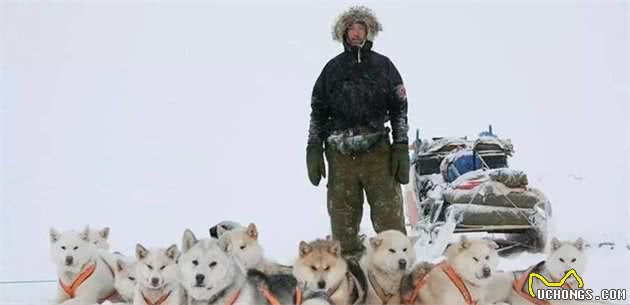 这是世界上最孤独、却最勇敢的雪橇犬！